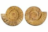 Cut & Polished Jurassic Ammonite (Perisphinctes) Fossil #344940-1